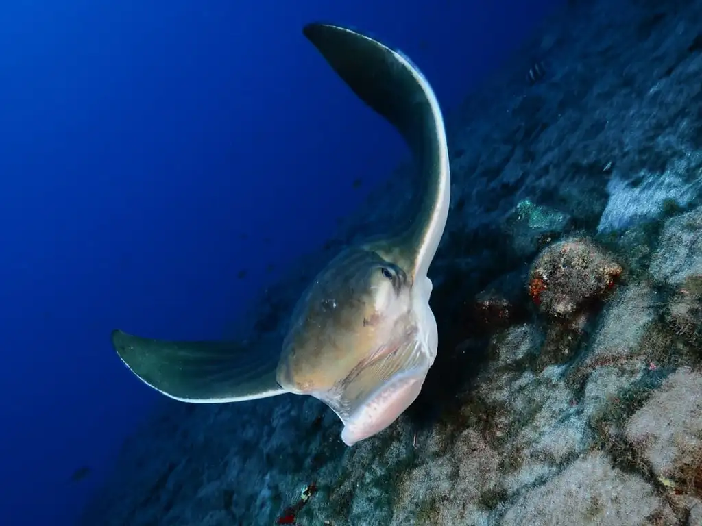 OLA Diving Center