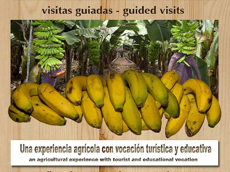 Banana Experience Tenerife