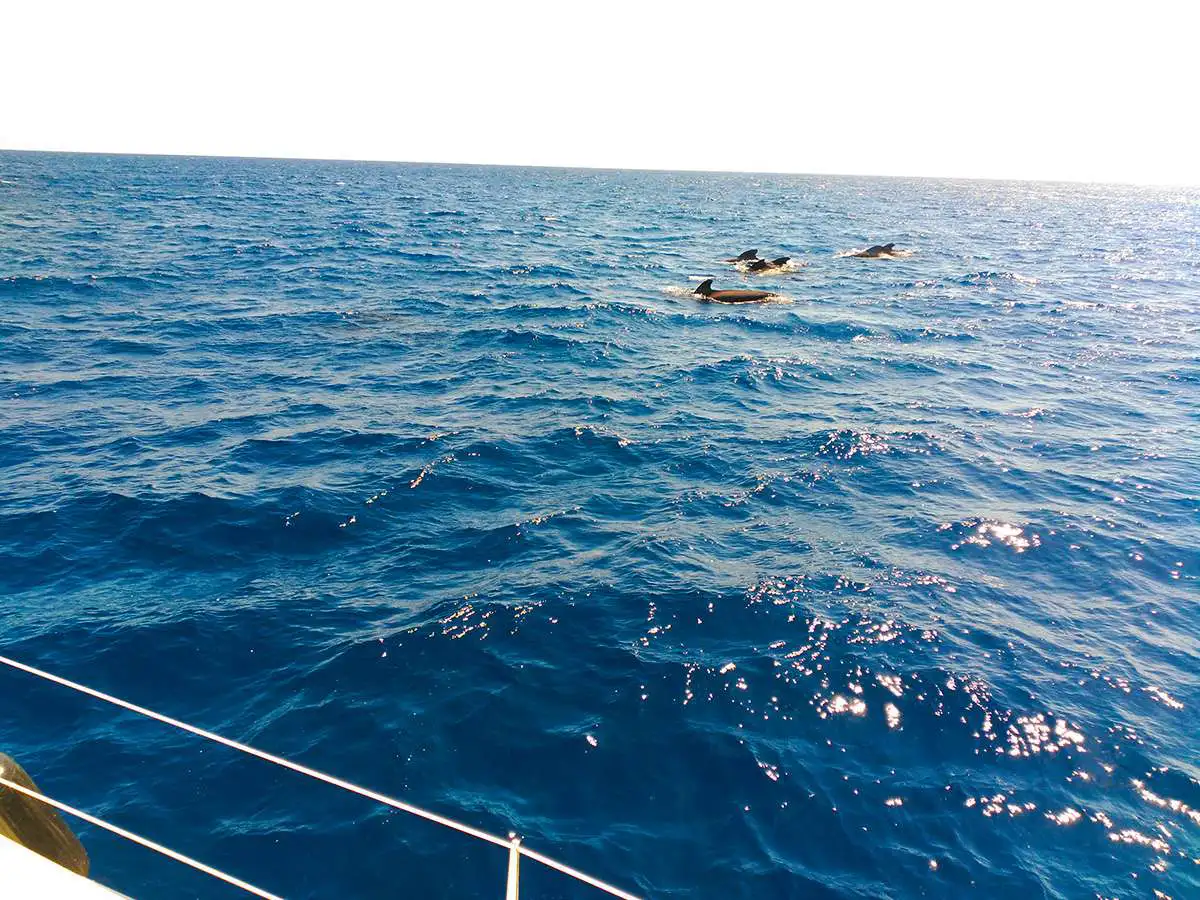 OM Sailing Experience