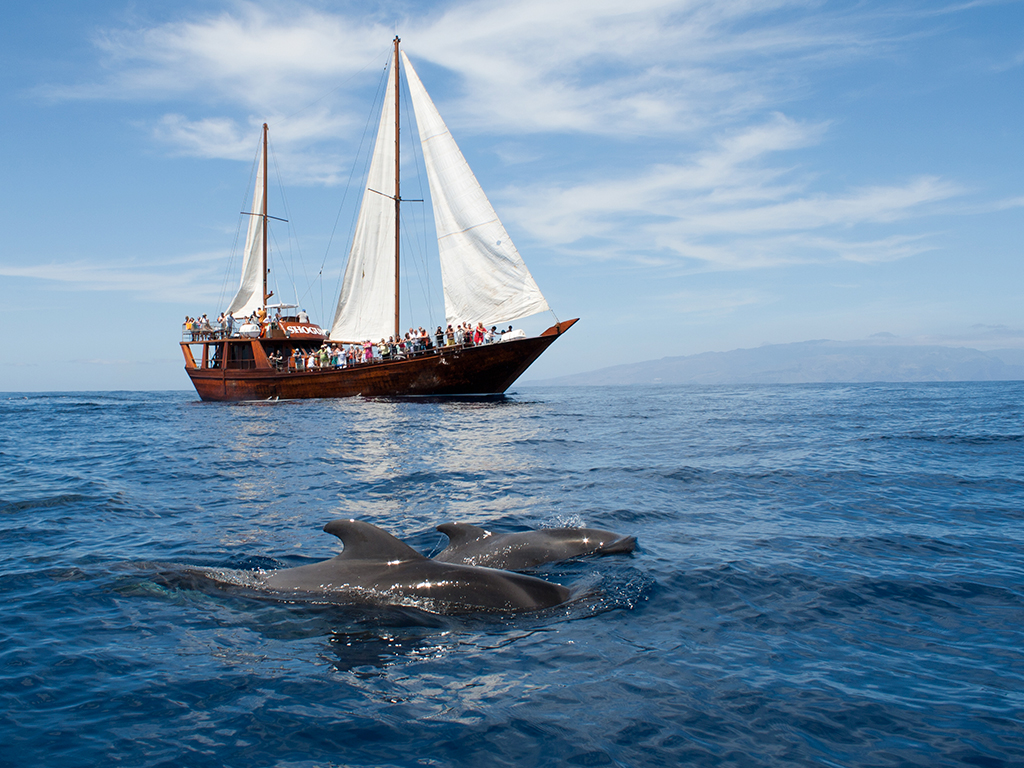 boat trips from puerto de santiago tenerife